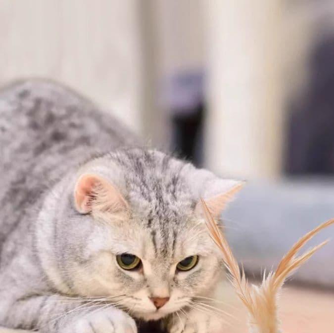 猫グッズ 運動不足解消グッズ スポーツボール羽根じゃらし 三種セット