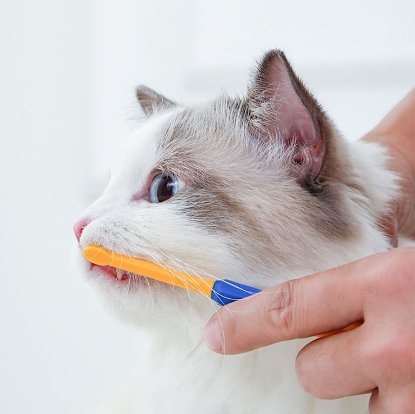 猫グッズ 歯磨きグッズ かわいい動物歯みがきジェル