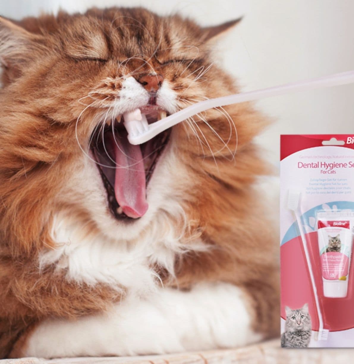 猫グッズ 歯磨きグッズ ふわもふ愛猫の歯みがきセット