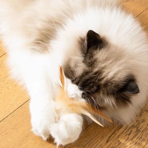 猫グッズ 羽根付きスポーツボール猫じゃらし