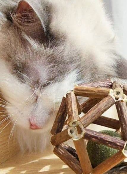 猫グッズ 木天蓼配合多面体歯磨き玩具ボール