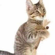 猫用天然素材の噛んで遊べる歯磨き棒