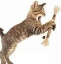 猫用天然素材の噛んで遊べる歯磨き棒