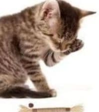 猫用天然素材の噛んで遊べる歯磨き棒
