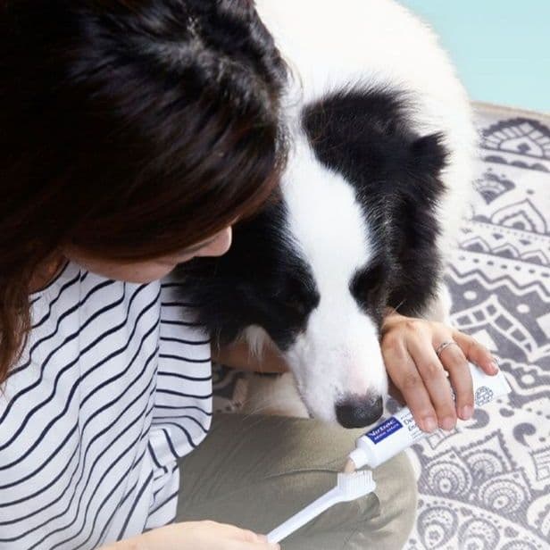猫グッズ 歯磨きグッズ ペット用デンタルケアセット 愛猫の口腔ケア
