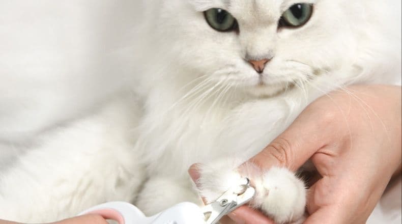 猫グッズ 爪切りグッズ 光る猫のお手入れはさみ安心爪切り