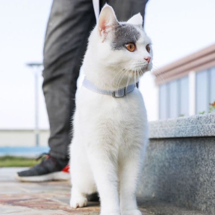 猫グッズ にゃんと安心避難ハーネス