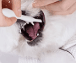 猫グッズ にゃんこの歯ピカ歯ブラシ